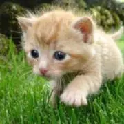 Goodcat(^^)