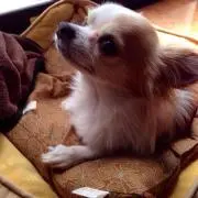 ふーみんの画像