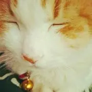 やん＊°
