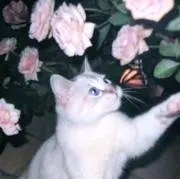 ぷりんの画像