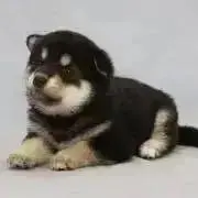 まめしばしまの画像