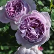 Flowerの画像