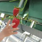 yoshiの画像