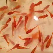 webきんぎょ