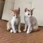 どりりん＊の画像