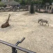 rikの画像