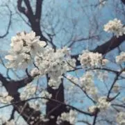 fukuの画像