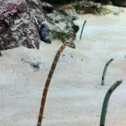 ワタ