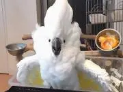 やまの画像