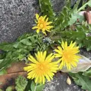 野の花　※臨時休業（7/12以降再開）の画像