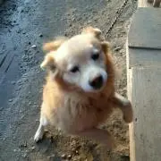 れん