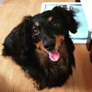 tan05haz08の画像