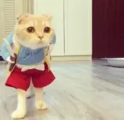 さげ