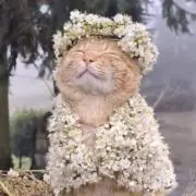 mikiの画像