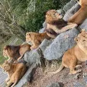 ジャックKINGの画像