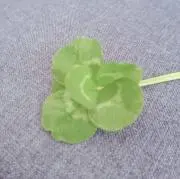 クローバー  [プロフ確認願います］