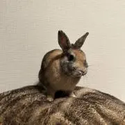 Simbaの画像