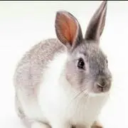 Yuki