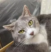 おはぎの画像