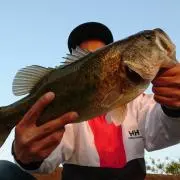 jackalの画像