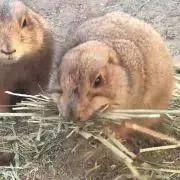 みん