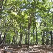 はなこの画像