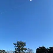 こっこの画像