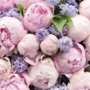 のほほん