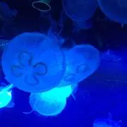 うぃるの画像