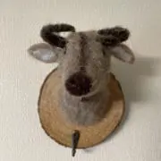 しらすの画像