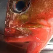 ハマーハマー