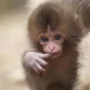 みみみの画像