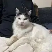 Haniの画像