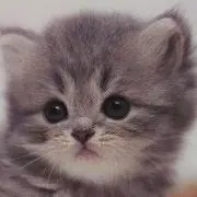 ぷりんの画像
