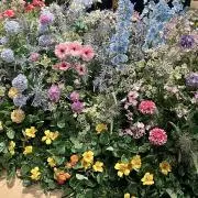 さくらの画像