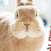 usagiの画像