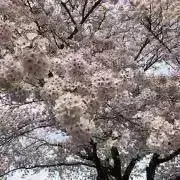 ☆桃色空☆の画像