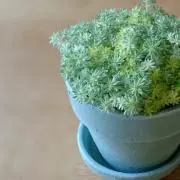 こしか