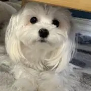 ユッキ