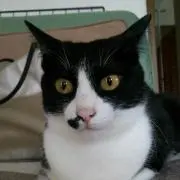 ちびたまの画像