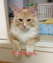 モカ＆らっきー
