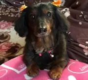 にっしーの画像