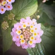 こち