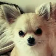 チワワン
