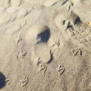 ニョロ