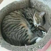 黒にゃんこ☆