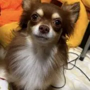ショコ