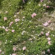 tigreの画像