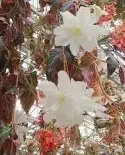 さんしょの画像
