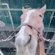 ✨お馬さん✨の画像